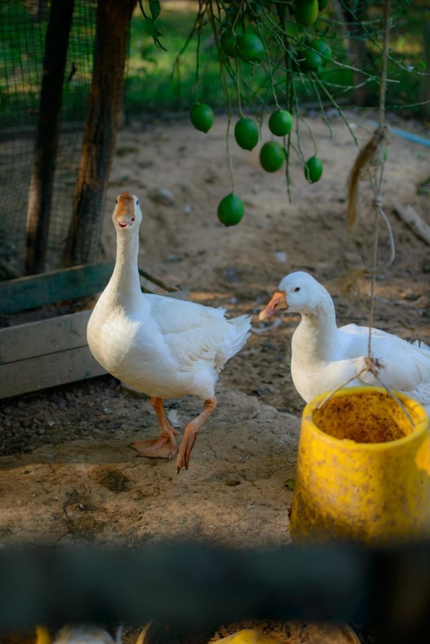 ชีวิตประจำวันของสมาชิกในไร่อินทรีย์พสุธารา