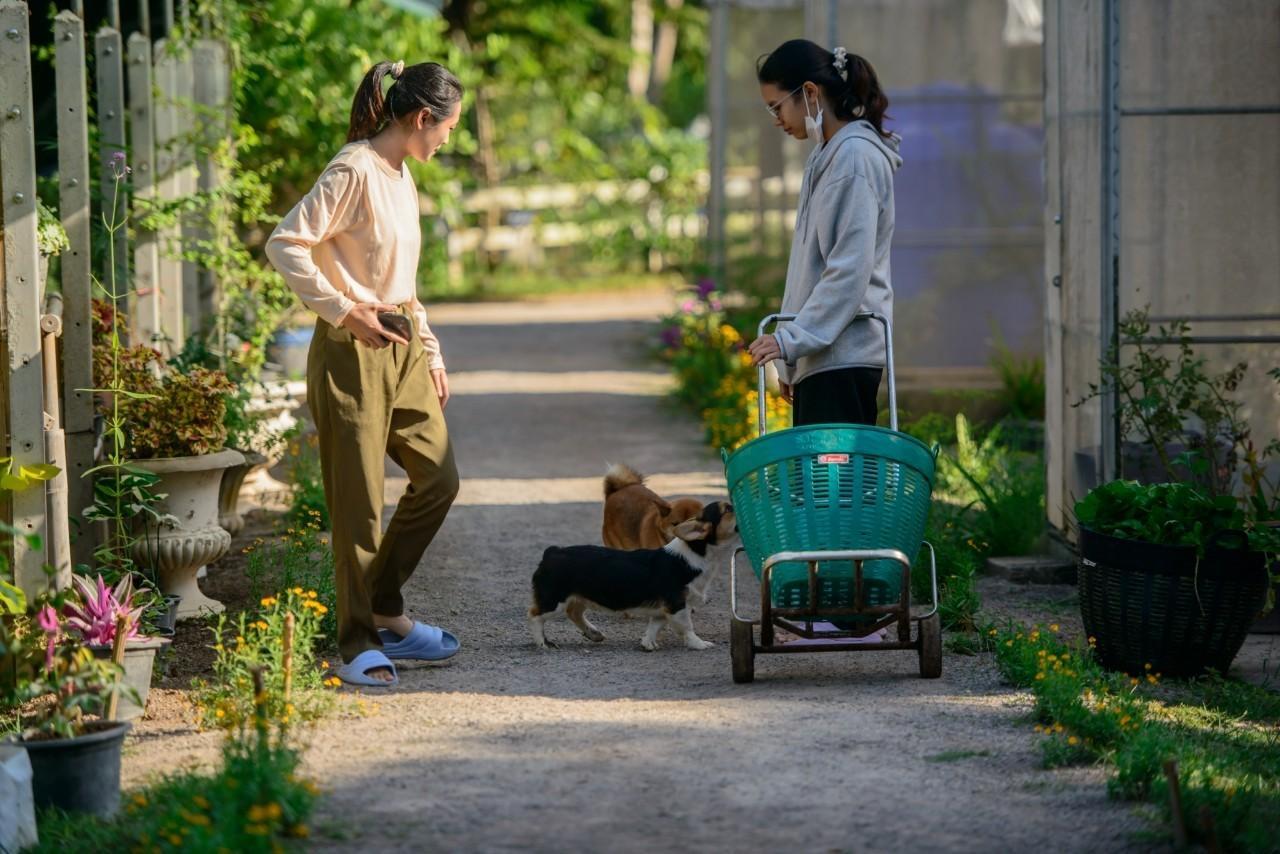การดูแลแปลงปลูกแบบอินทรีย์ในไร่พสุธารา